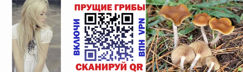 Галлюциногенные грибы Magic Shrooms  Лебедянь 